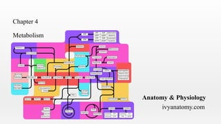 Metabolism
Chapter 4
ivyanatomy.com
Anatomy & Physiology
 