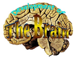 Development of The Brain 
