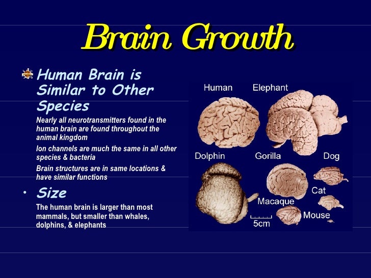 brain groth
