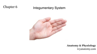 Chapter 6 Integumentary System
ivyanatomy.com
 