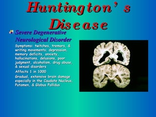 Huntington’s Disease Severe Degenerative Neurological Disorder Symptoms: twitches, tremors, & writing movements; depression, memory deficits, anxiety, hallucinations, delusions, poor judgment, alcoholism, drug abuse, & sexual disorders Affects 1 in 1000 Gradual, extensive brain damage especially in the Caudate Nucleus, Putamen, & Globus Pallidus 