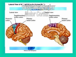 Areas Near the Primary Motor Cortex Posterior Parietal Cortex Primary Somatosensory Cortex Prefrontal Cortex Premotor Cortex Supplementary Motor Cortex 