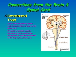 Connections from the Brain & Spinal Cord Dorsolateral Tract Axons from the primary motor cortex & red nucleus synapse in the spinal cord Pyramids in medulla contain dorsolateral tract crossing that contralaterally controls movements of the fingers, toes, hands, etc. 