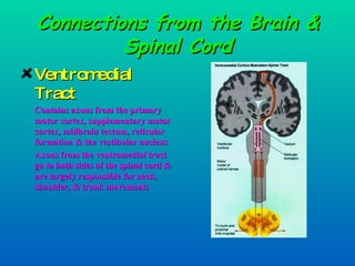 Connections from the Brain & Spinal Cord Ventromedial Tract Contains axons from the primary motor cortex, supplementary motor cortex, midbrain tectum, reticular formation & the vestibular nucleus Axons from the ventromedial tract go to both sides of the spinal cord & are largely responsible for neck, shoulder, & trunk movements 