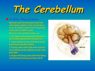 The Cerebellum Cellular Organization Receives input from the spinal cord, from each sensory system via the cranial nerve nuclei, & cerebral cortex where it eventually reaches the cerebellar cortex Neurons in the cerebellar cortex  are: 1. Arranged in precise geometrical patterns with multiple repetitions of the same unit 2.  Action potentials of parallel fibers excite one Purkinje cell after another 3. Purkinje cells inhibit cells of the nuclei of the cerebellum & the vestibular nuclei in the brain stem 4. Output of Purkinje cells control the timing of movements including turning on & off 