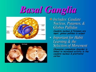 Basal Ganglia Includes: Caudate Nucleus, Putamen, & Globus Pallidus Caudate nucleus & Putamen are input, globus pallidus is output Important for Habit Learning & the Selection of Movement Obsessive-compulsive disorder is linked to increased activity in the caudate nucleus & prefrontal cortex 