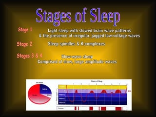 Stages of Sleep Stage 1 Stage 2 Stages 3 & 4 Light sleep with slowed brain wave patterns  & the presence of irregular, jagged low-voltage waves Sleep spindles & K-complexes Slow-wave sleep Comprised of slow, large amplitude waves 