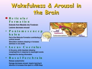 Wakefulness & Arousal in the Brain Reticular Formation Extends from Medulla into Forebrain Lesions decrease arousal Pontomesencephalon Part of the Reticular Formation contributing to cortical arousal Stimulation awakens sleeping or increases alertness in one awake Locus Coerulus In the pons, emits impulses releasing norepinephrine in response to meaningful events Important for storing information Basal Forebrain Release acetylcholine Damage decreases arousal, impairs learning & attention & increases time spent in n-REM sleep 