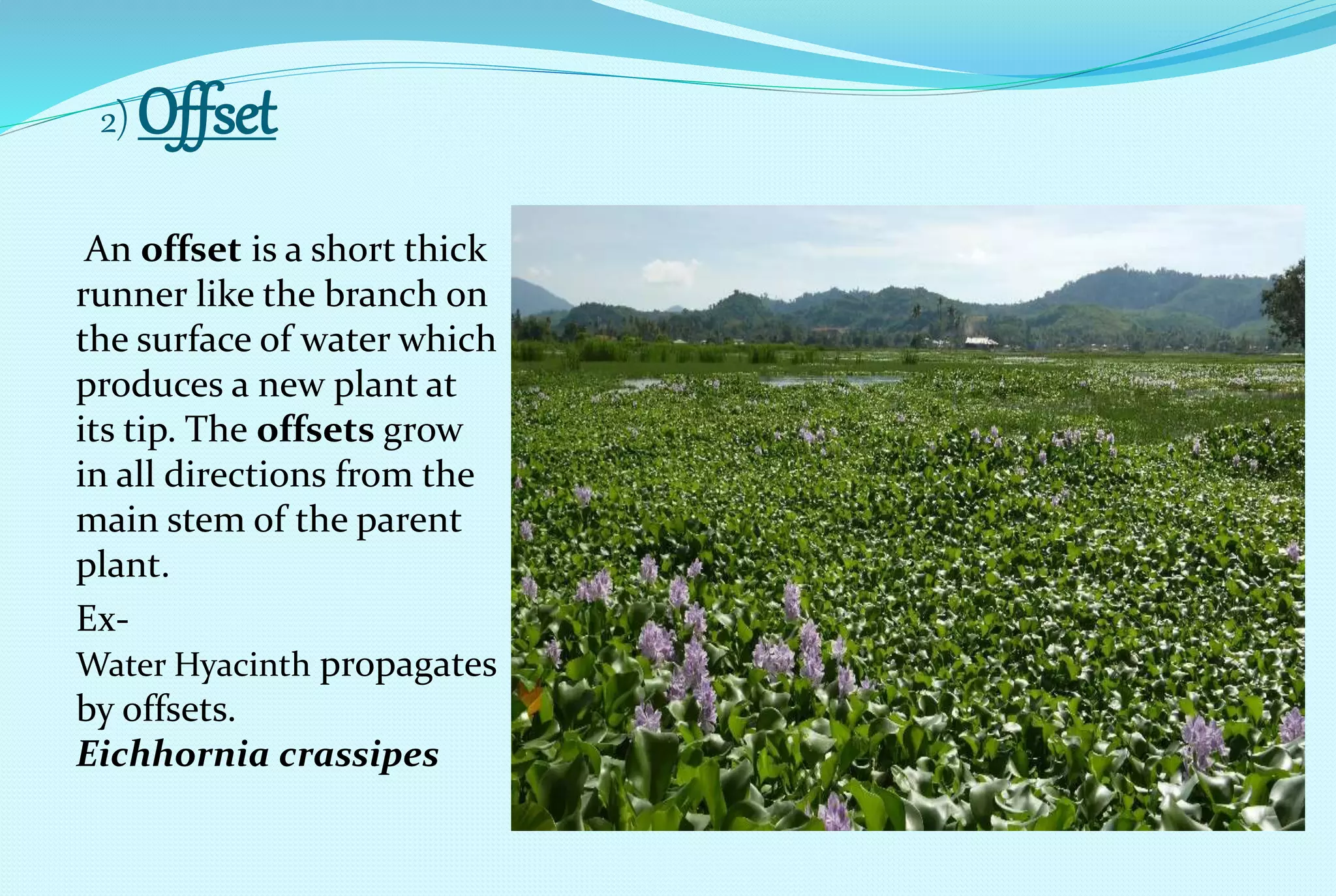 Offset In Plants CLASS 12||Chapter 1|| Reproduction in Organisms. | PPTX