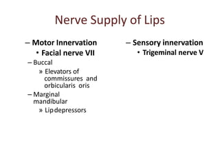 Nerve Supply of Lips
– Motor Innervation
• Facial nerve VII
– Buccal
» Elevators of
commissures and
orbicularis oris
– Marginal
mandibular
» Lipdepressors
– Sensory innervation
• Trigeminal nerve V
 