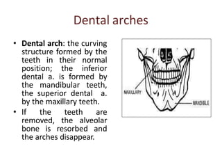 Dental arches
• Dental arch: the curving
structure formed by the
teeth in their normal
position; the inferior
dental a. is formed by
the mandibular teeth,
the superior dental a.
by the maxillary teeth.
• If the teeth are
removed, the alveolar
bone is resorbed and
the arches disappear.
 