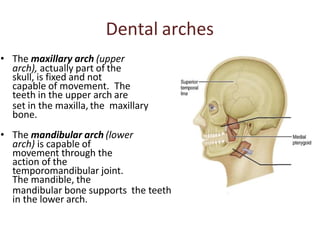 Dental arches
• The maxillary arch (upper
arch), actually part of the
skull, is fixed and not
capable of movement. The
teeth in the upper arch are
set in the maxilla, the maxillary
bone.
• The mandibular arch (lower
arch) is capable of
movement through the
action of the
temporomandibular joint.
The mandible, the
mandibular bone supports the teeth
in the lower arch.
 