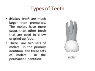 Types of Teeth
• Molars teeth are much
larger than premolars.
The molars have more
cusps than other teeth
that are used to chew
or grind up food.
• There are two sets of
molars in the primary
dentition and three sets
of molars in the
permanent dentition.
 