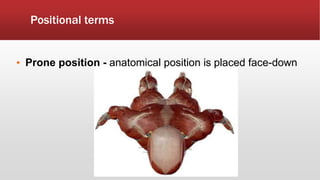 Positional terms
• Prone position - anatomical position is placed face-down
 