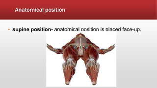 Anatomical position
• supine position- anatomical position is placed face-up.
 