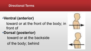 Directional Terms
•Ventral (anterior)
toward or at the front of the body; in
front of
•Dorsal (posterior)
toward or at the backside
of the body; behind
 