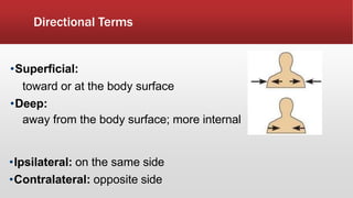 Directional Terms
•Superficial:
toward or at the body surface
•Deep:
away from the body surface; more internal
•Ipsilateral: on the same side
•Contralateral: opposite side
 