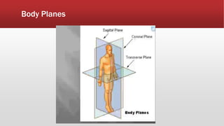 Body Planes
 