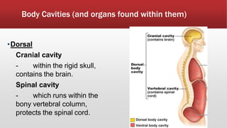 Body Cavities (and organs found within them)
•Dorsal
Cranial cavity
- within the rigid skull,
contains the brain.
Spinal cavity
- which runs within the
bony vertebral column,
protects the spinal cord.
 
