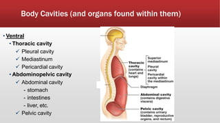 Body Cavities (and organs found within them)
• Ventral
• Thoracic cavity
 Pleural cavity
 Mediastinum
 Pericardial cavity
• Abdominopelvic cavity
 Abdominal cavity
- stomach
- intestines
- liver, etc.
 Pelvic cavity
 