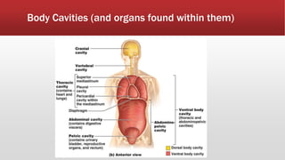 Body Cavities (and organs found within them)
 