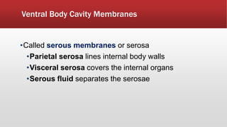 Ventral Body Cavity Membranes
•Called serous membranes or serosa
•Parietal serosa lines internal body walls
•Visceral serosa covers the internal organs
•Serous fluid separates the serosae
 
