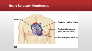 Heart Serosae/Membranes
 