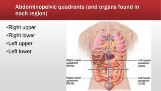 Abdominopelvic quadrants (and organs found in
each region)
•Right upper
•Right lower
•Left upper
•Left lower
 