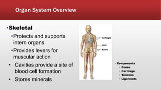 Organ System Overview
•Skeletal
•Protects and supports
intern organs
•Provides levers for
muscular action
• Cavities provide a site of
blood cell formation
• Stores minerals
• Components
• Bones
• Cartilage
• Tendons
• Ligaments
 