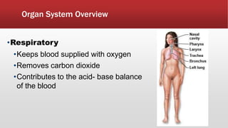 Organ System Overview
•Respiratory
•Keeps blood supplied with oxygen
•Removes carbon dioxide
•Contributes to the acid- base balance
of the blood
 