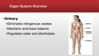 Organ System Overview
•Urinary
•Eliminates nitrogenous wastes
•Maintains acid-base balance
•Regulates water and electrolytes
 
