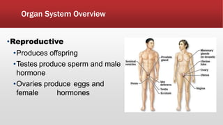 Organ System Overview
•Reproductive
•Produces offspring
•Testes produce sperm and male
hormone
•Ovaries produce eggs and
female hormones
 