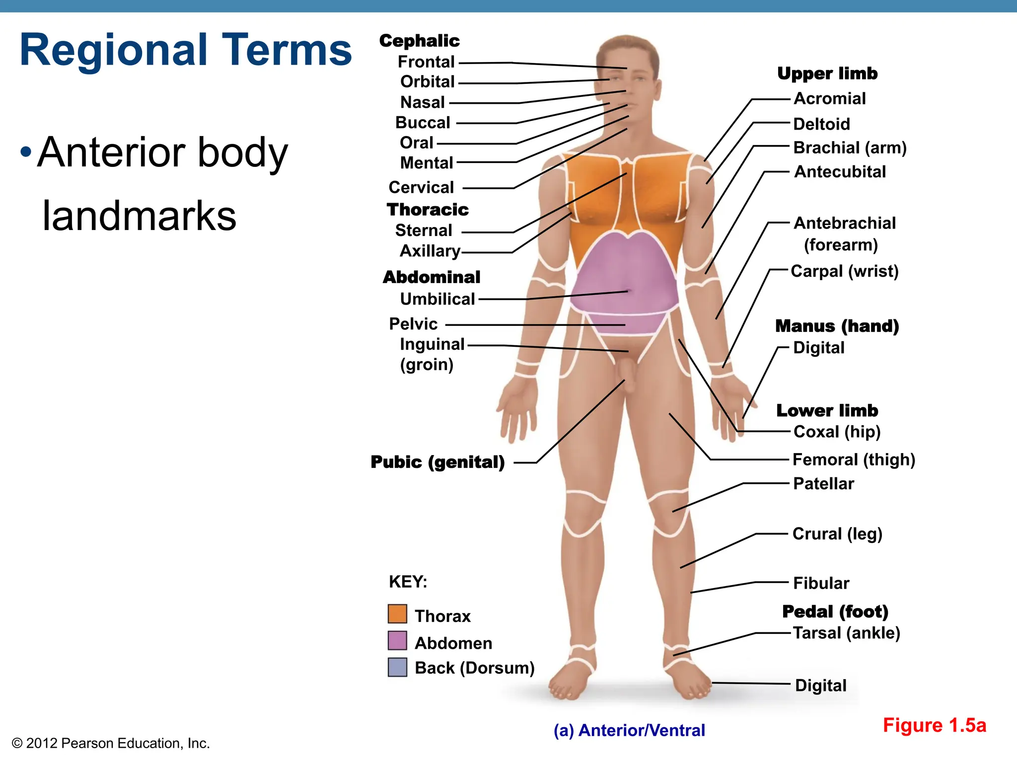 CHAPTER-1-The-Human-Body-An-Orientation.pdf
