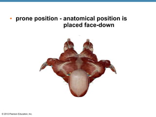 CHAPTER-1-The-Human-Body-An-Orientation.pdf