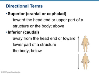 CHAPTER-1-The-Human-Body-An-Orientation.pdf