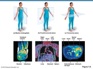 CHAPTER-1-The-Human-Body-An-Orientation.pdf