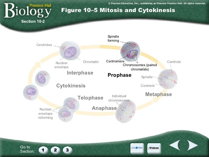 Chapter 10 Cell Cycle