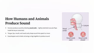 How Humans and Animals
Produce Sound
Humans produce sound by vibrating vocal cords — tightly stretched muscular flaps
inside the larynx (voice box)
Tongue, lips, mouth, and nasal cavity shape sound into speech or music
Grasshoppers and crickets rub wings or legs together to produce sound
 