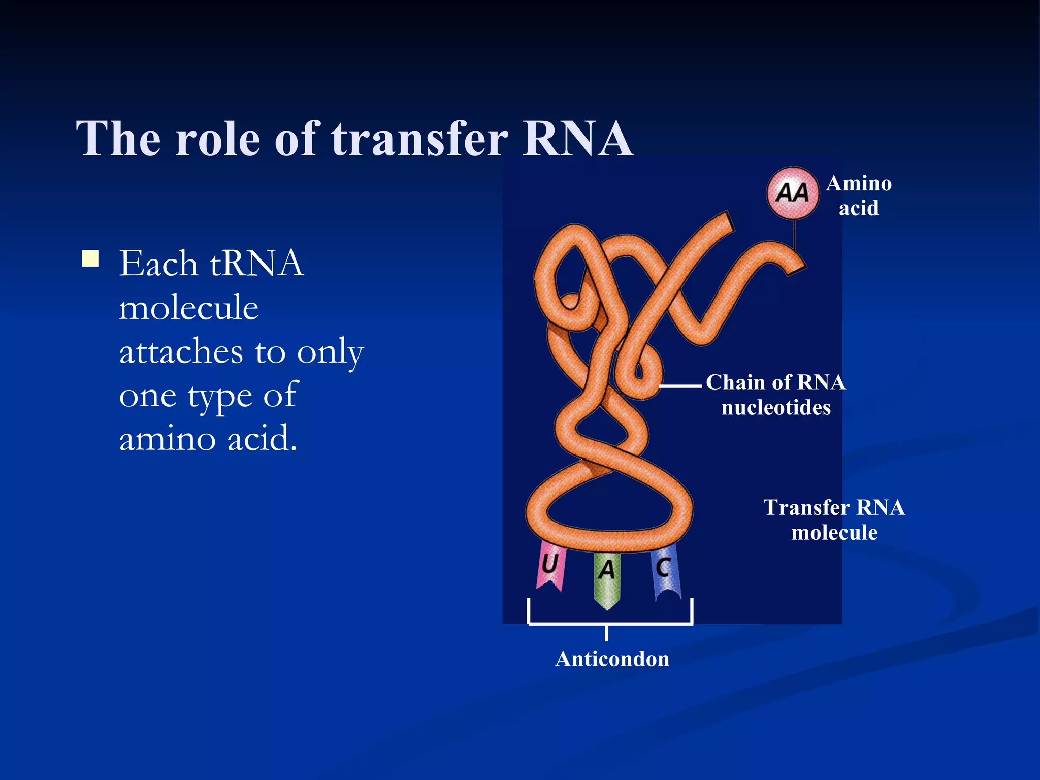 Section 11.2 Summary – pages 288 - 295 Each tRNA molecule attaches to only one type of amino acid. Amino acid Chain of RNA nucleotides Transfer RNA molecule Anticondon The role of transfer RNA 