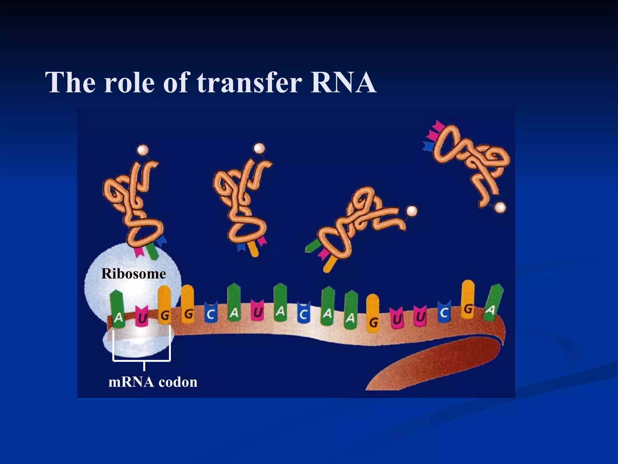 Section 11.2 Summary – pages 288 - 295 The role of transfer RNA Ribosome mRNA codon 