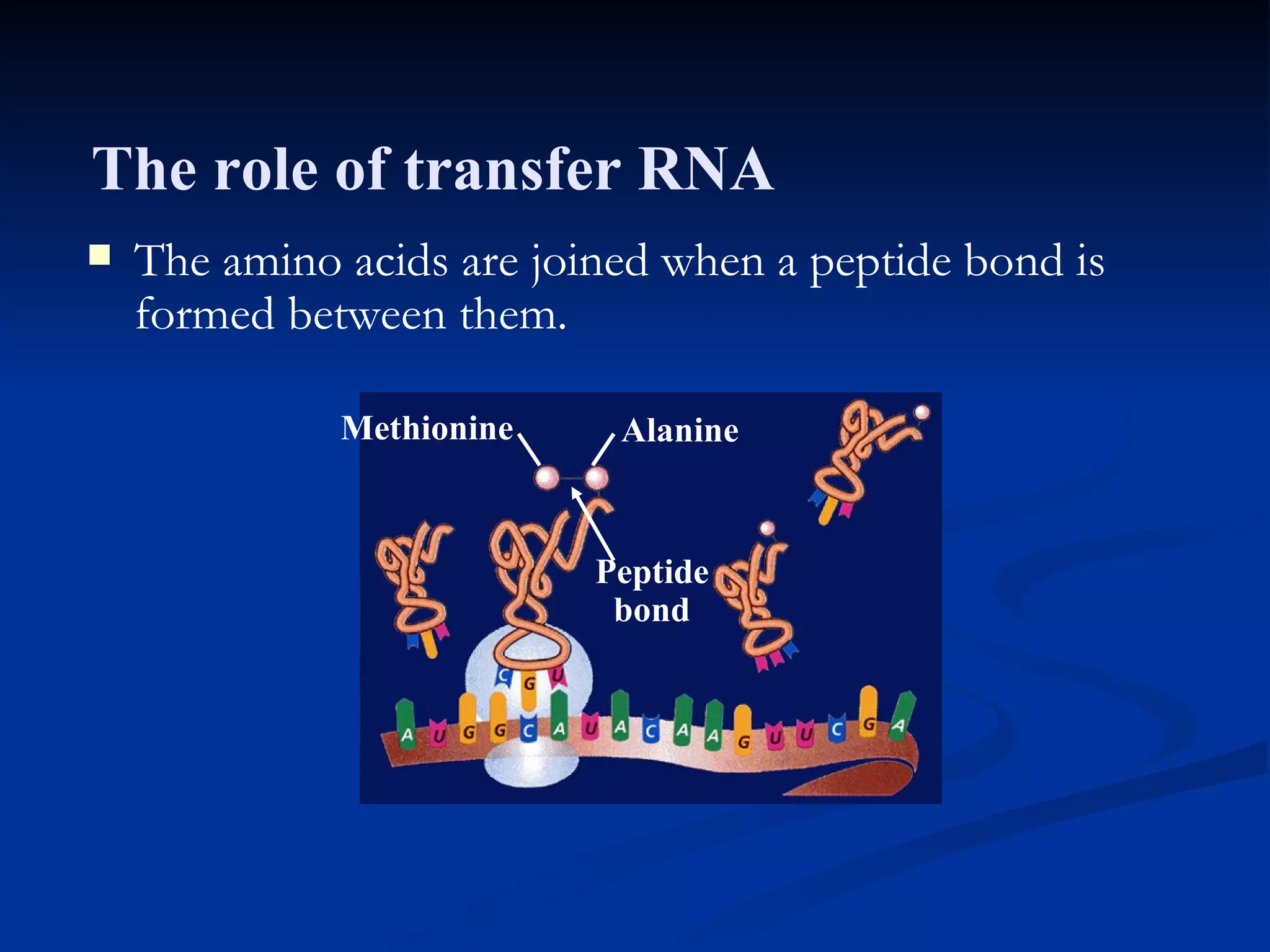 Section 11.2 Summary – pages 288- 295 The amino acids are joined when a peptide bond is formed between them. Alanine Methionine Peptide bond The role of transfer RNA 