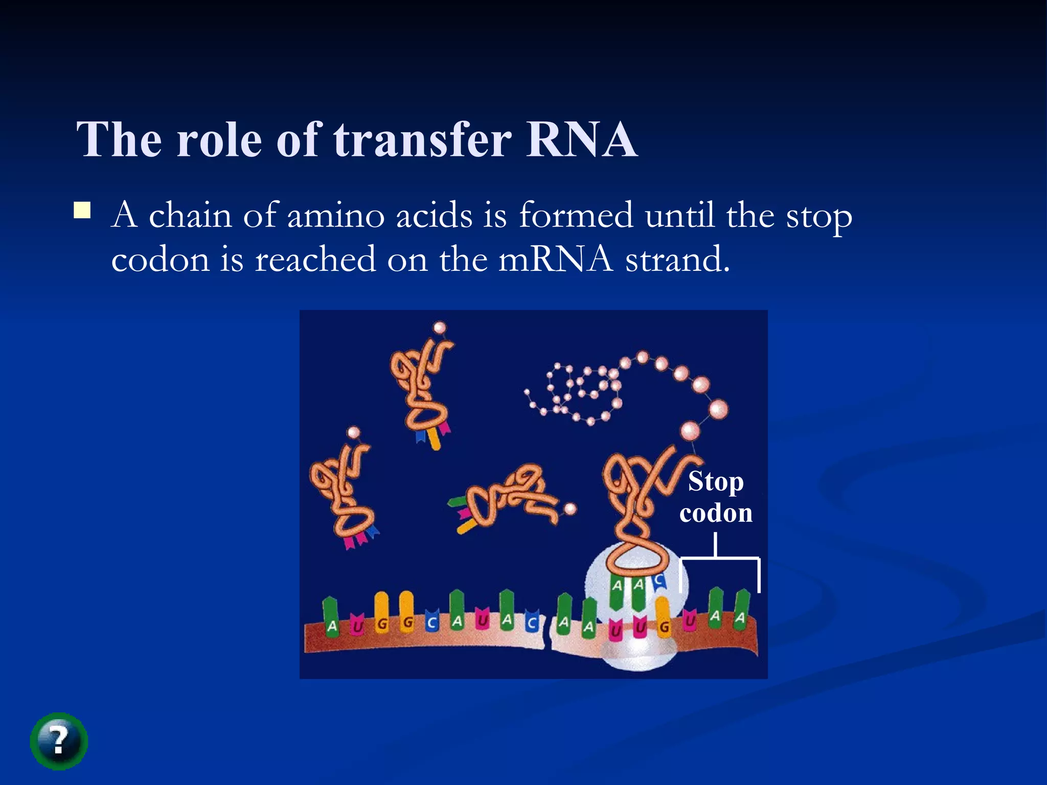 Section 11.2 Summary – pages 288 - 295 A chain of amino acids is formed until the stop codon is reached on the mRNA strand. Stop codon The role of transfer RNA 