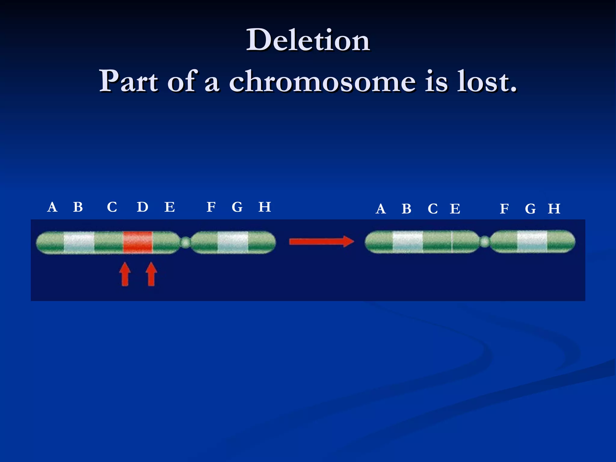 Deletion Part of a chromosome is lost. A   B   C   D   E   F   G   H A  B  C  E  F  G  H 