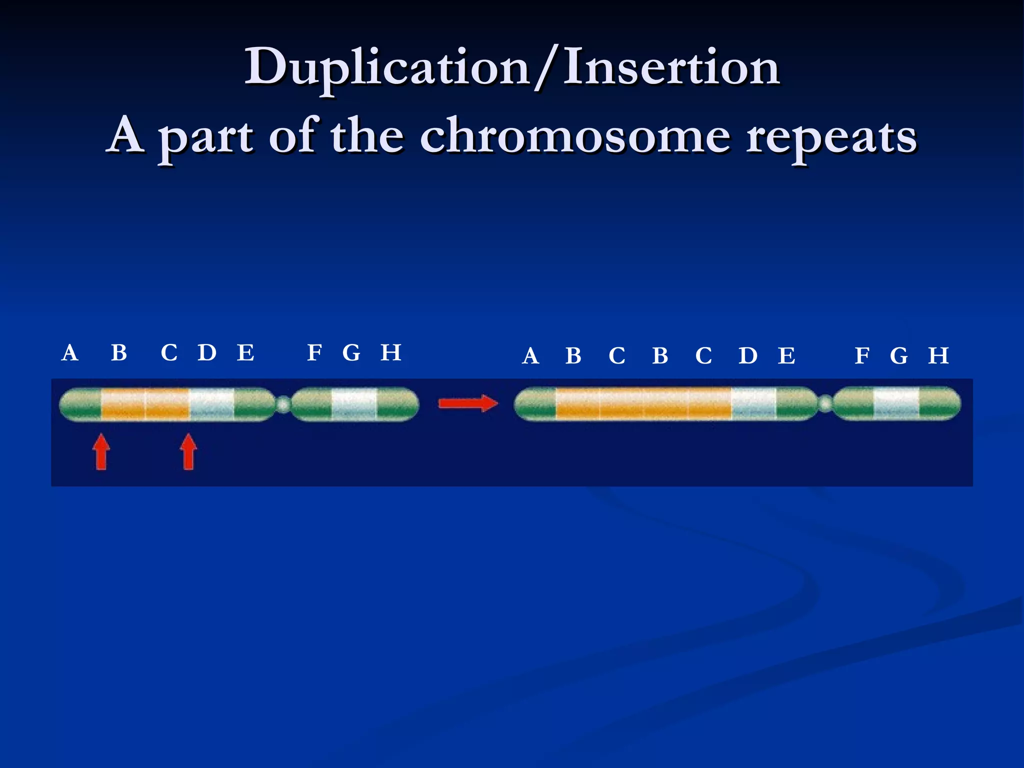 Duplication/Insertion A part of the chromosome repeats A  B  C  D  E  F  G  H A  B  C  B  C  D  E  F  G  H 