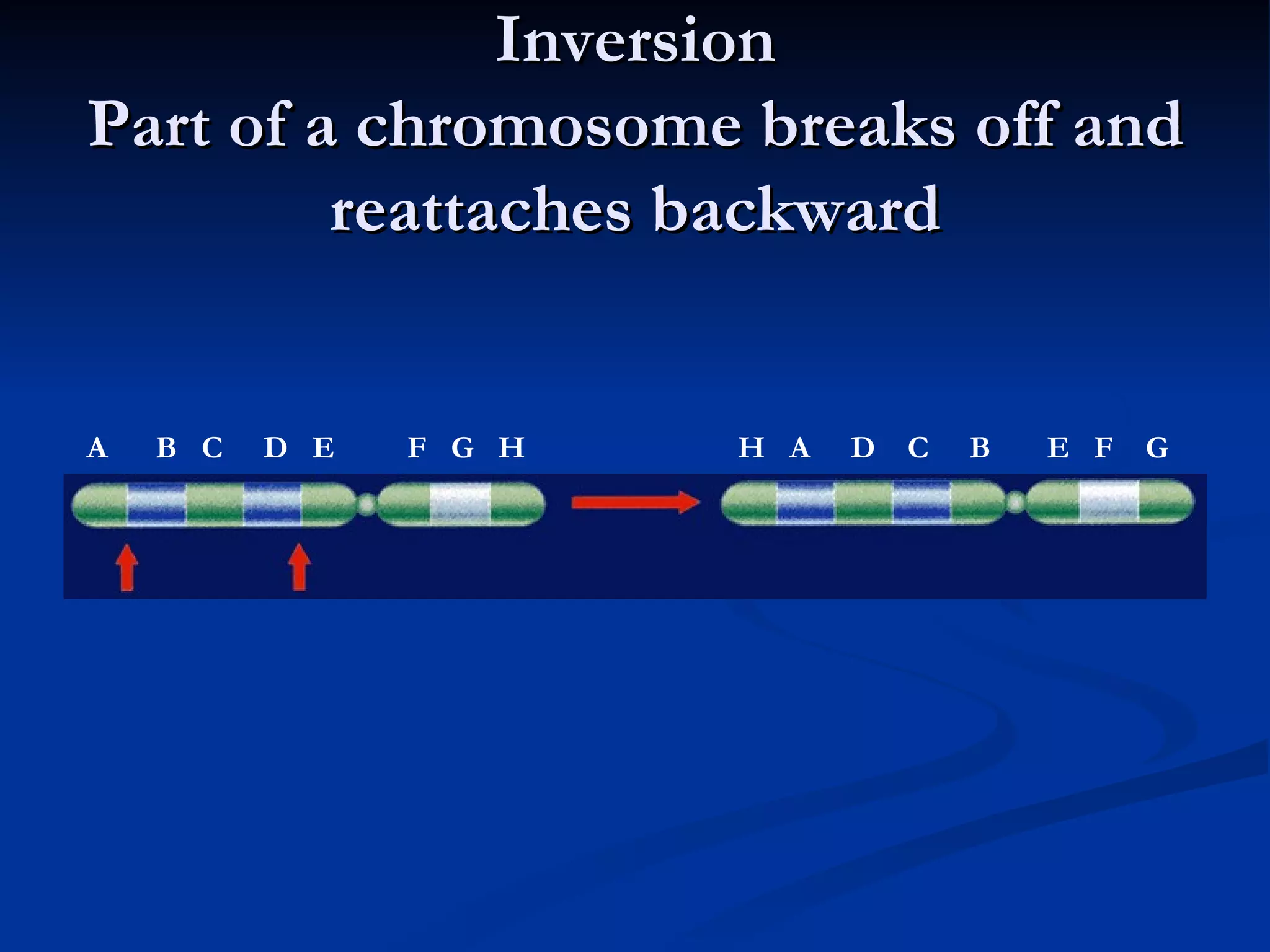 Inversion Part of a chromosome breaks off and reattaches backward A  B  C  D  E  F  G  H H  A  D  C  B  E  F  G   