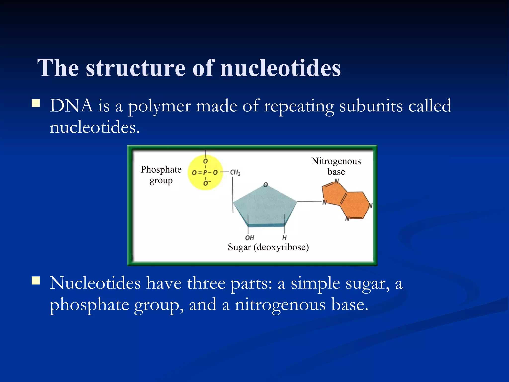 Section 11.1 Summary – pages 281 - 287 DNA is a polymer made of repeating subunits called nucleotides. Nucleotides have three parts: a simple sugar, a phosphate group, and a nitrogenous base. Phosphate group Sugar (deoxyribose) Nitrogenous base The structure of nucleotides 