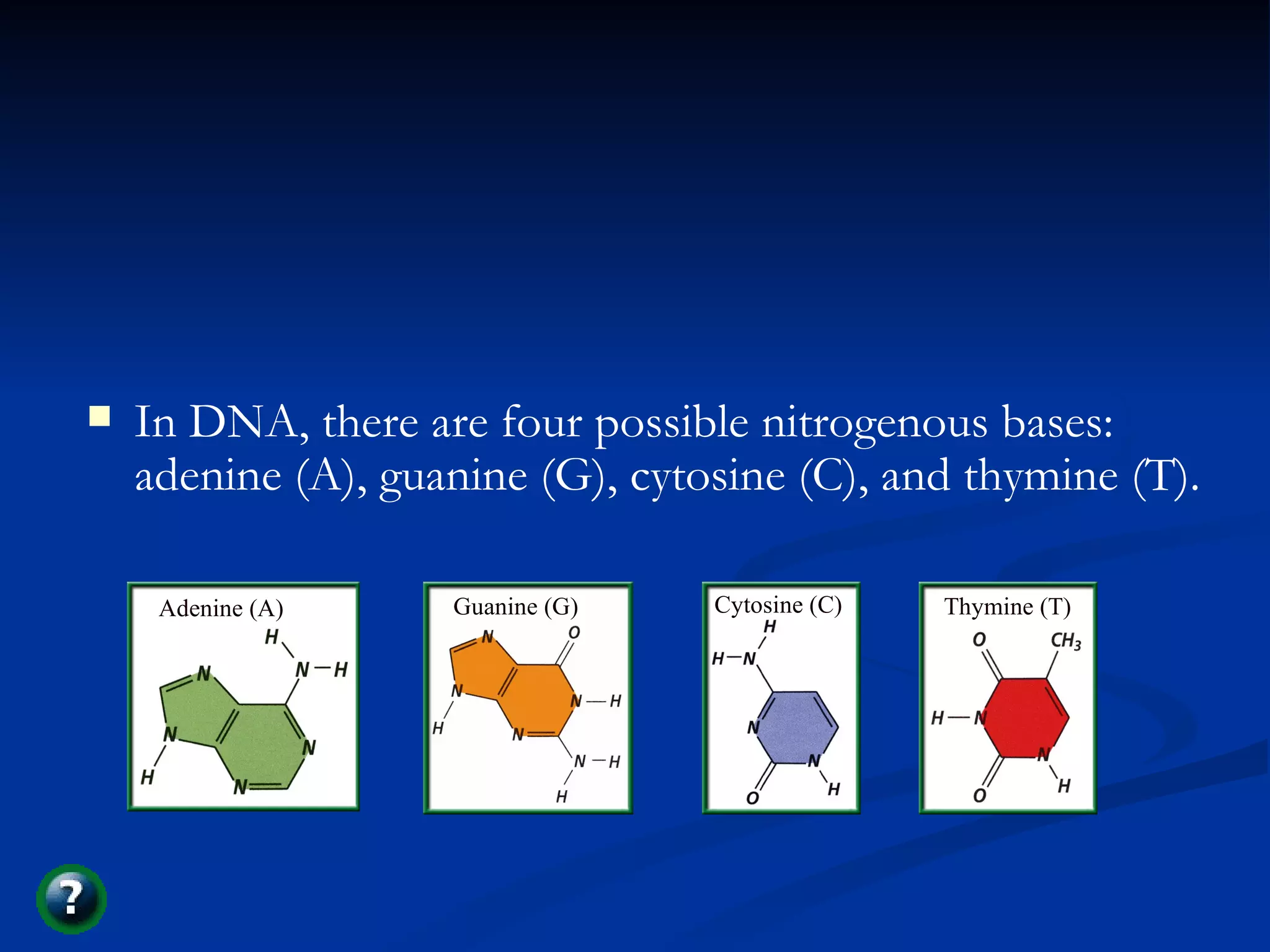 Section 11.1 Summary – pages 281 - 287 In DNA, there are four possible nitrogenous bases: adenine (A), guanine (G), cytosine (C), and thymine (T). Adenine (A) Guanine (G) Thymine (T) Cytosine (C) 
