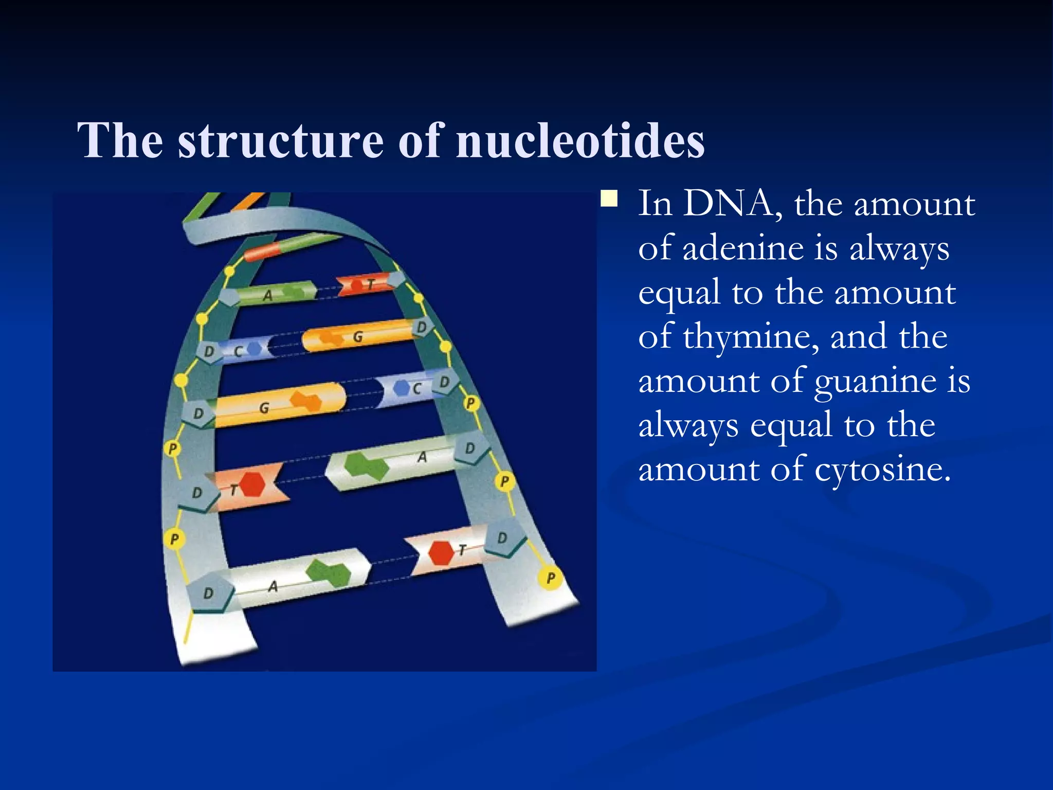 Section 11.1 Summary – pages 281 - 287 In DNA, the amount of adenine is always equal to the amount of thymine, and the amount of guanine is always equal to the amount of cytosine. The structure of nucleotides 