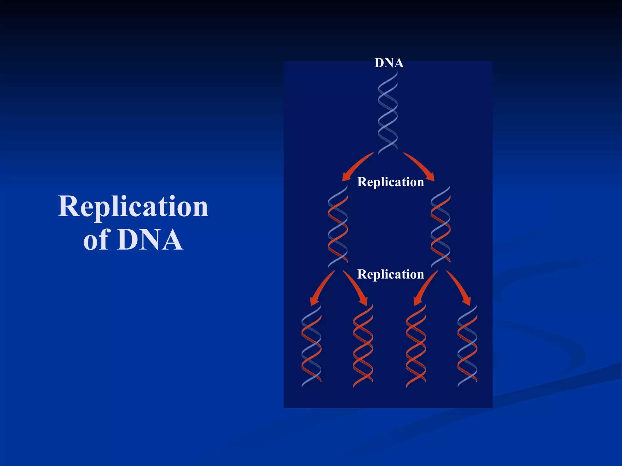 Section 11.1 Summary – pages 281 - 287 Replication of DNA DNA Replication Replication 