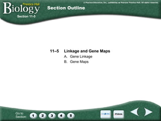 Section 11 5 Linkage And Gene Maps Chapter 11: Introduction To Genetics